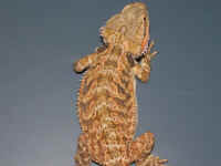 sfgold04f.JPG (95731 bytes)