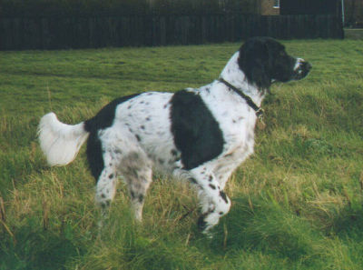 Large Munsterlander - Hansmic Whitebeam