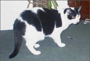 Mutley dec2000