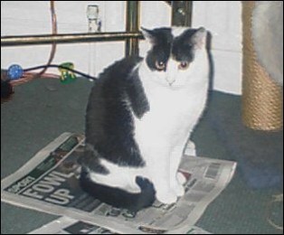 Mutley December 2000