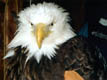 eagle05