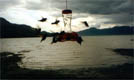 hbird02