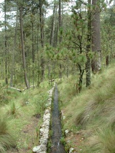 Llano Grande - Coatlinchan