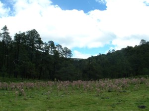 Llano Grande - Coatlinchan