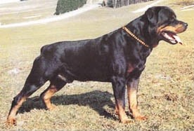janka