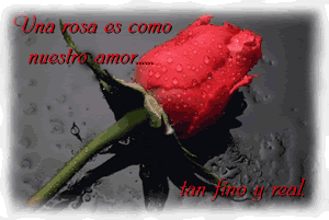 rosa