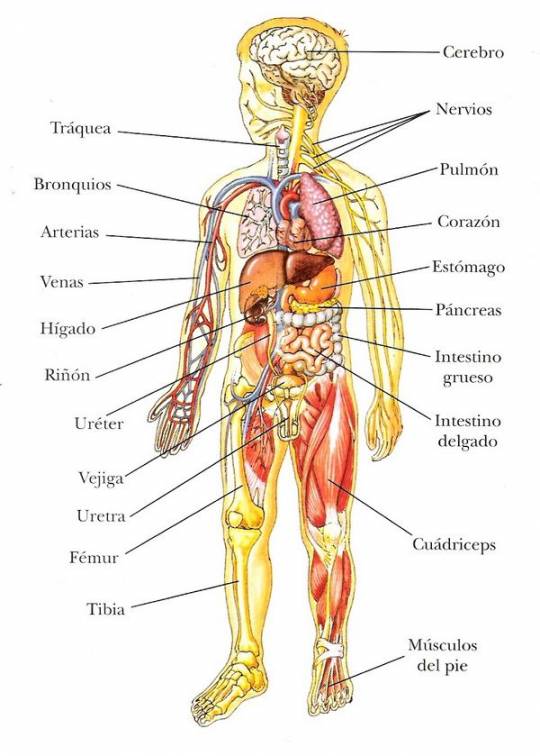 el cuerpo humano