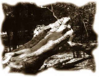 naciendodelrbol.jpg