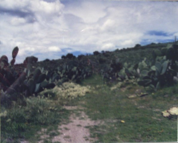 Photograph