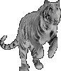 Black Tiger