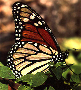 Mariposa Monarca