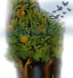 Tu B'shevat