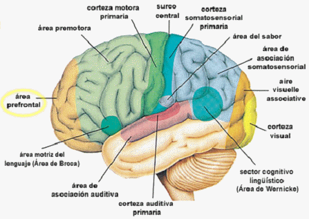 Video porno de sexo no carnaval Cerebro maduro