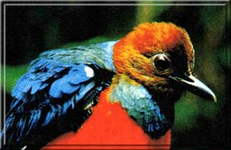 red_breasted_pitta