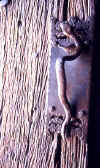 Door Handle.JPG (51291 bytes)