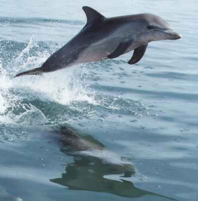 wild dolphin