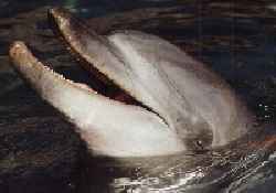 dolphin's face