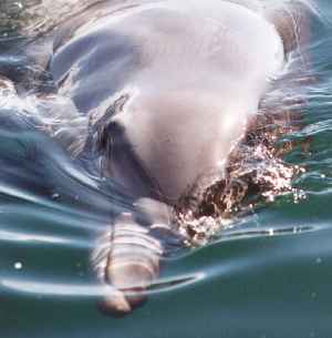 dolphin up close