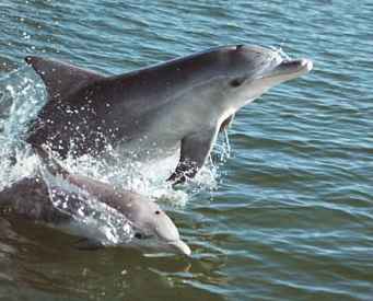 Mother and calf