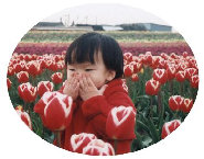 8tulip3.jpg