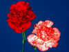 fb013.jpg (40566 bytes)