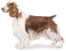 Welsh Springer Spaniel