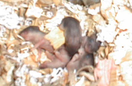 4 days old