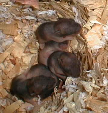7 days old