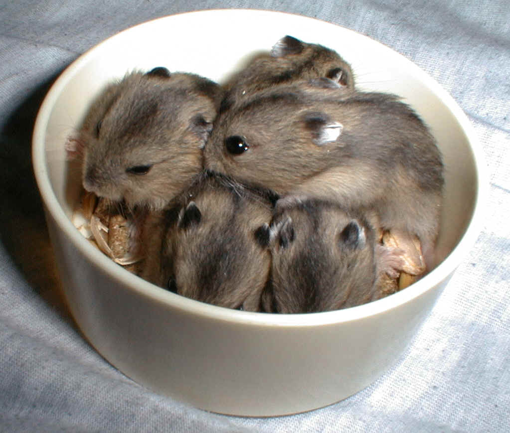 Babies in the bowl
