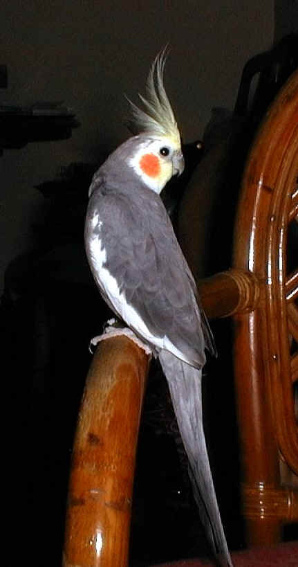 I love sunflower seeds