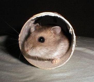Coo Coo loves tubes