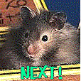 rhamster2.gif (8169 bytes)