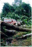 ObstaclesTrees.jpg (37466 bytes)