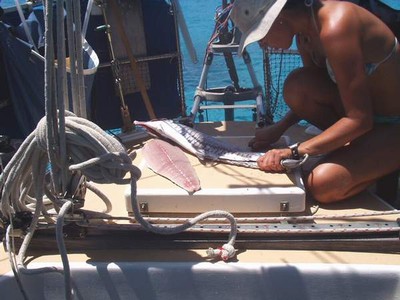 SailPic024.jpg
59.64 KB 
600 x 450 
1/3/2003
