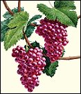 red grapes