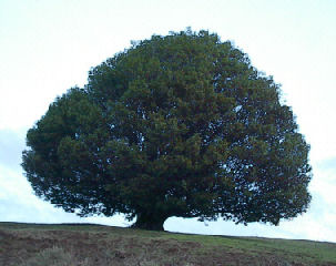 Behold The Mighty Atomic Myrtleholt Tree!