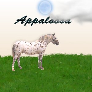 appaloosa.jpg (16392 bytes)