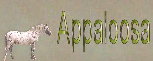 appaloosa.jpg (16392 bytes)