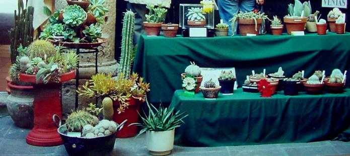 plantasenconcurso.jpg (50088 bytes)