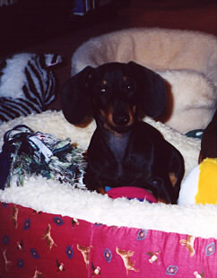 frankie