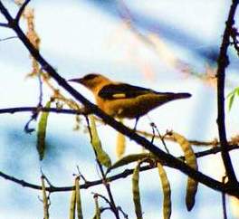 Golden Oriole