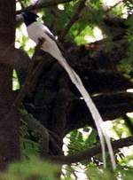 Paradise Flycatcher