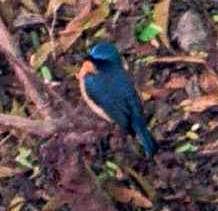 Tickel's Blue Flycatcher
