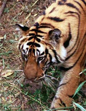 Tigers at Bandhavgarh