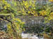 staw_zasypuja_liscie