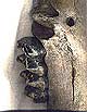 fossil teeth