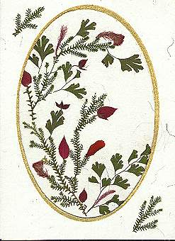 Fancy Oval Card 