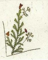 Small card
