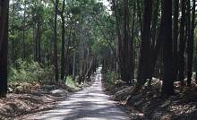 an excellent forest road
