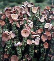 Weight loss. Hoodia herbal pills helps fight obesity.